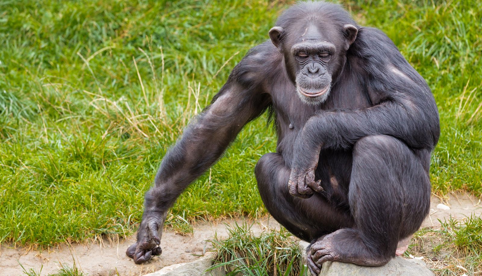 chimpances-alopecicos-muscu-1579800649